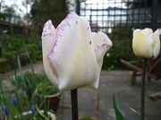 13th Apr 2011 - Tulip