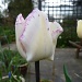 Tulip by lellie