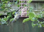 24th May 2011 - Great Tit