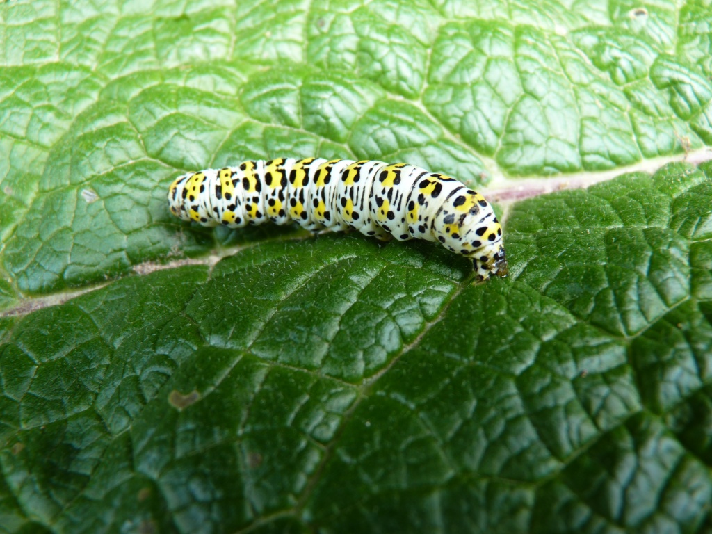Caterpillar by lellie