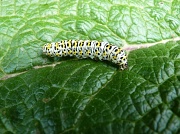 29th May 2011 - Caterpillar