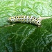 Caterpillar by lellie