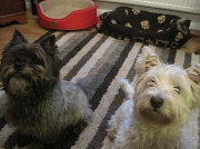 15th Dec 2011 - Jinks (left) and Lucy