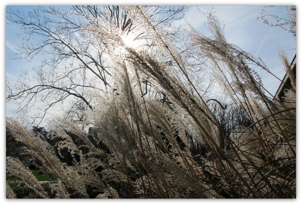 Grasses in the Sun by allie912