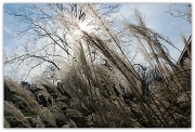16th Dec 2011 - Grasses in the Sun