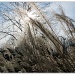 Grasses in the Sun by allie912