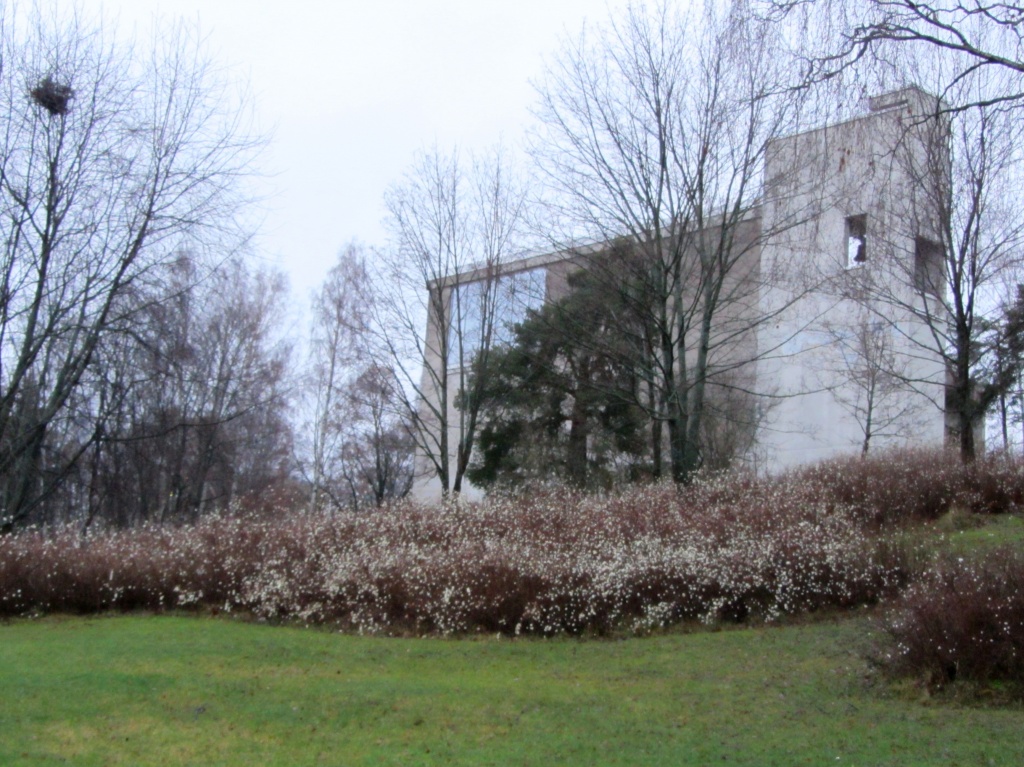 Snowberries in front of Kerava Church IMG_1594 by annelis