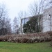 Snowberries in front of Kerava Church IMG_1594 by annelis