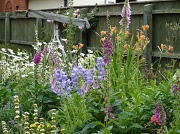 14th Jun 2011 - My early summer garden