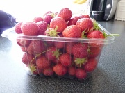12th Jun 2011 - Just picked strawberries