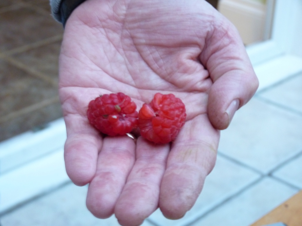 First two raspberries by lellie