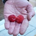 First two raspberries by lellie