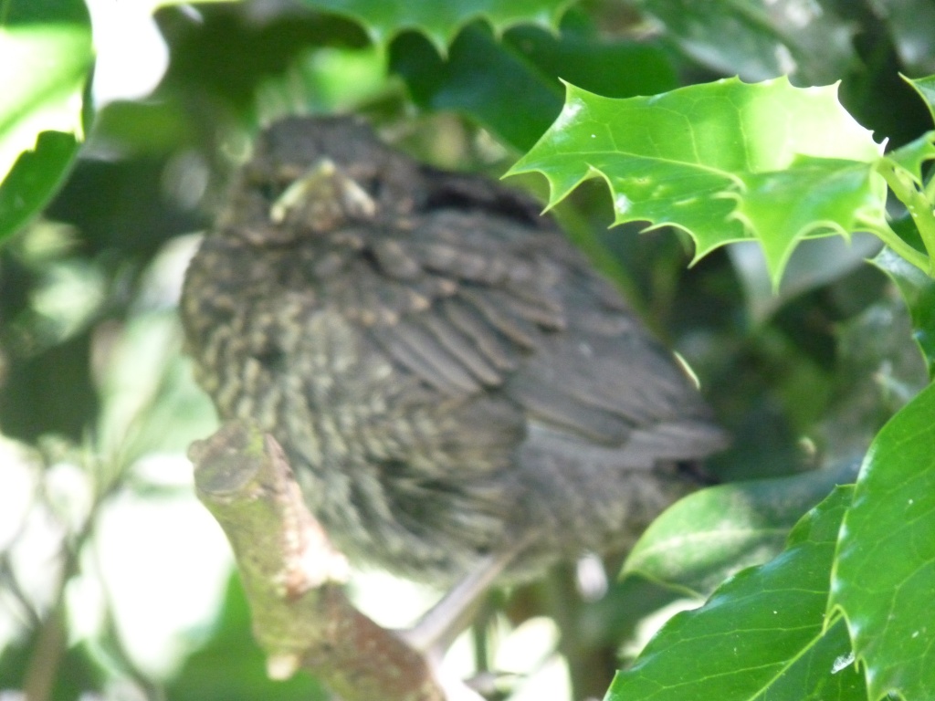 Baby blackbird by lellie