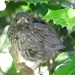 Baby blackbird by lellie