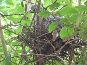 3rd Jul 2011 - Pigeon on nest