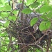 Pigeon on nest by lellie