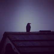16th Dec 2011 - Sitting on the roof
