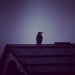 Sitting on the roof by mattjcuk