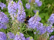 10th Jul 2011 - Busy Bee