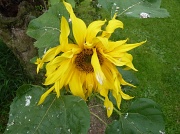 26th Jul 2011 - Sunflower