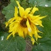 Sunflower by lellie