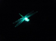 2nd Aug 2011 - Solar Dragonfly