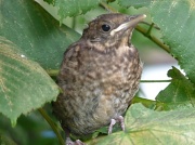 5th Aug 2011 - Baby Blackbird