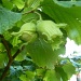 Cobnuts by lellie