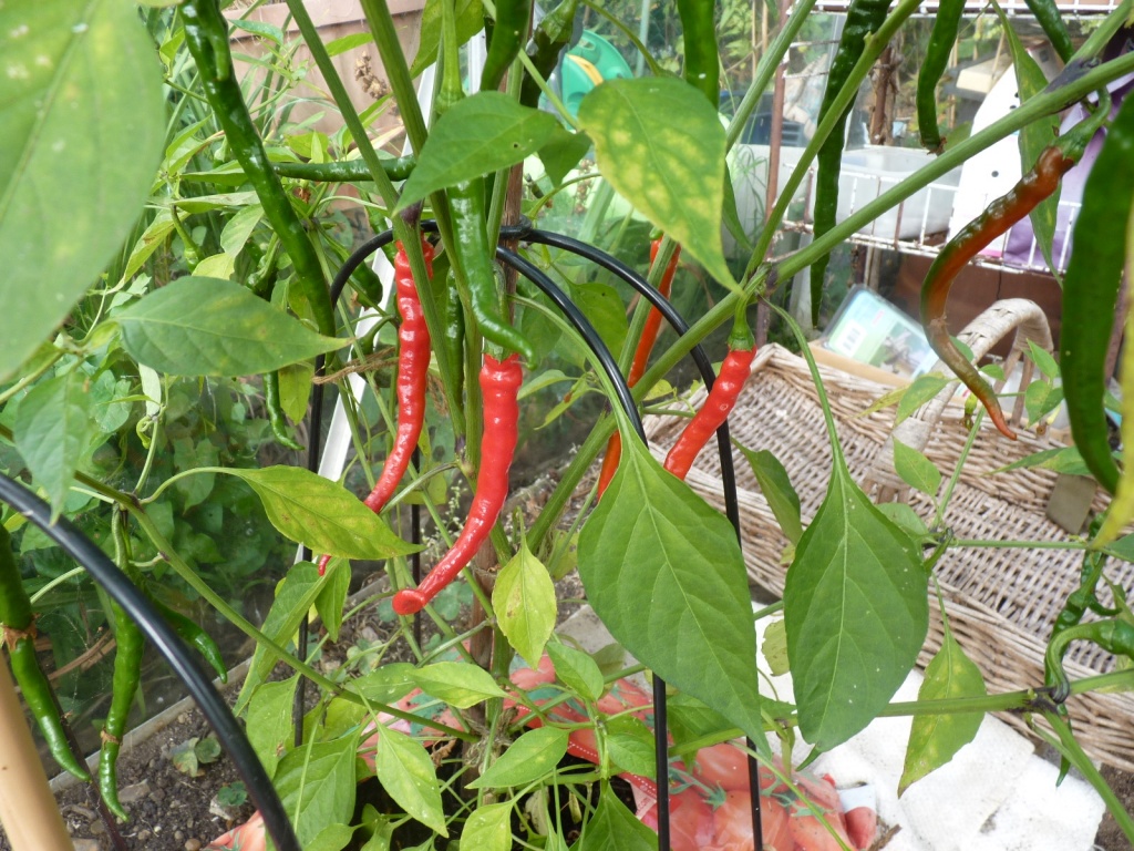 Chillies by lellie