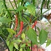 Chillies by lellie