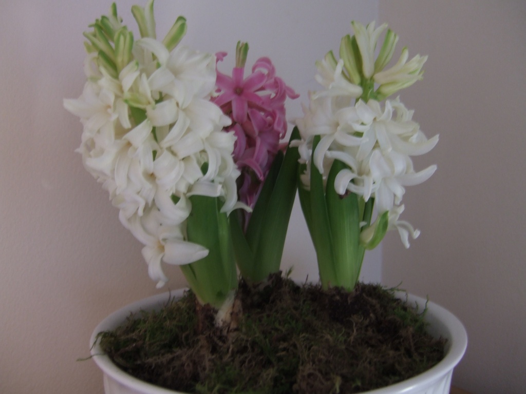 bowl of white hyacinths............. by quietpurplehaze