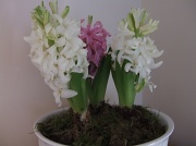 16th Dec 2011 - bowl of white hyacinths.............