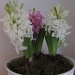 bowl of white hyacinths............. by quietpurplehaze