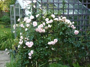18th Jul 2011 - Rambling Rose