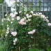 Rambling Rose by lellie