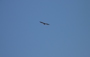 21st Sep 2011 - Egyptian Vulture