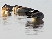 16th Dec 2011 - Nap time on the lake.