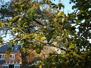 3rd Oct 2011 - The old apple tree