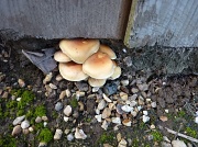 10th Oct 2011 - Fungi