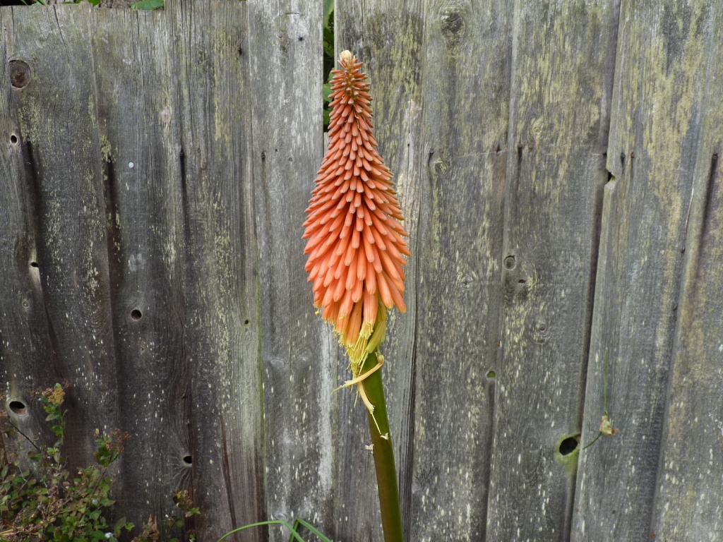 Red Hot Poker by lellie