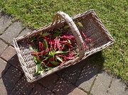 19th Oct 2011 - Chilli harvest