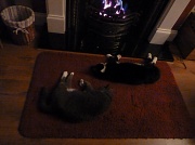 20th Oct 2011 - Warm cats