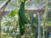 21st Oct 2011 - Still got cucumbers!