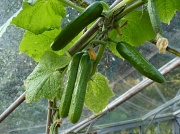 31st Oct 2011 - Cucumbers still there!