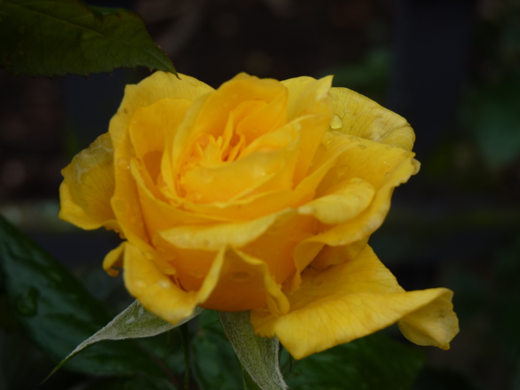 Winter Rose by lellie