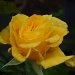 Winter Rose by lellie
