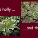 The holly and the ivy by jmj