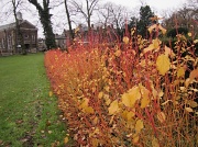 16th Dec 2011 - Colourful stems