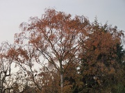 23rd Nov 2011 - Birches
