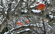 16th Dec 2011 - The (snowy) old apple tree